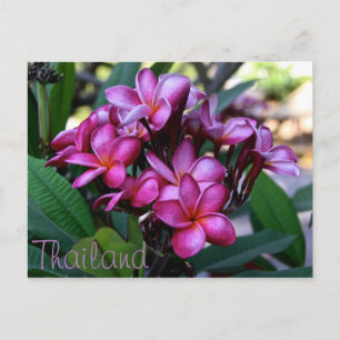 Exotic flower, Postcard