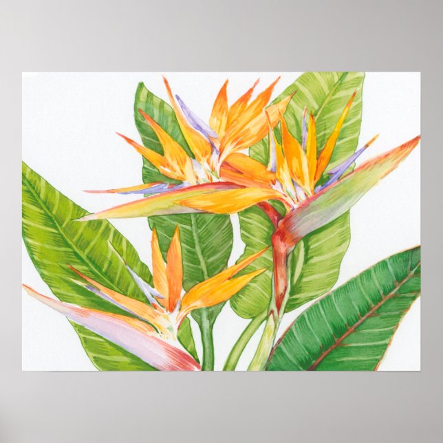 Exotic Flowers Watercolor Poster (Front)