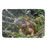 Exotic Iguana, Belise Photography