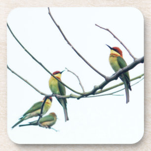 Exotic Indian kerala Bee-Eater Birds on Branch Coaster