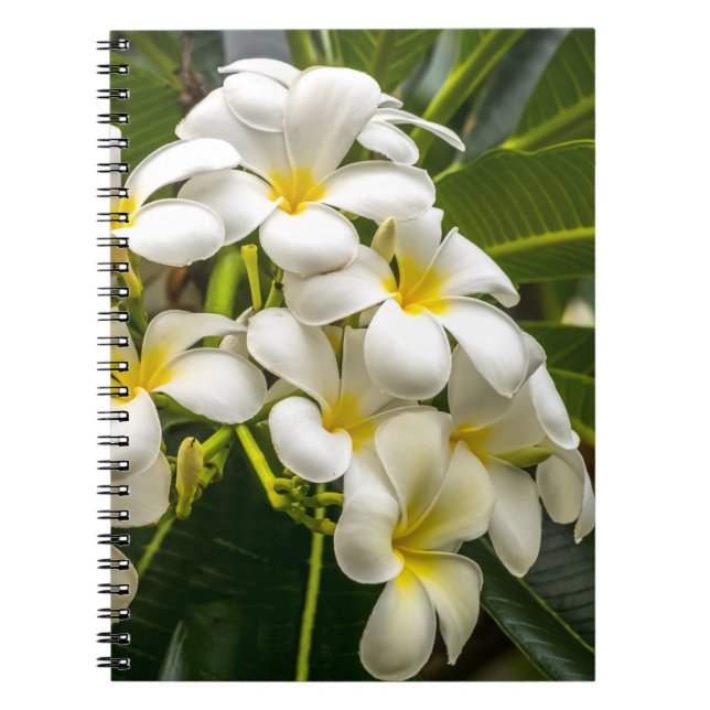 Exotic Island Plumeria Notebook (Front)