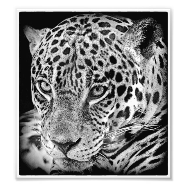 Exotic jaguar photo print (Front)