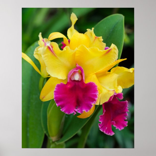 Exotic orchid in yellow and hot pink colours  poster (Front)