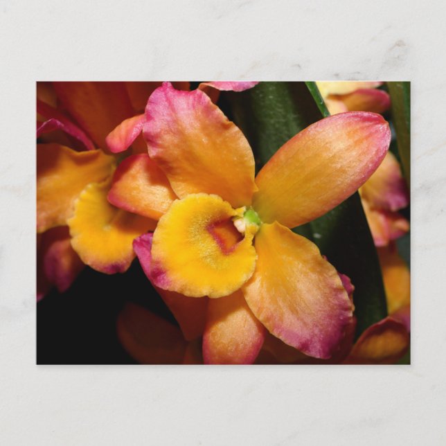 Exotic Orchid Postcard (Front)