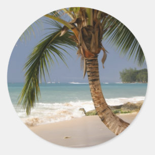 exotic palm tree on beach classic round sticker