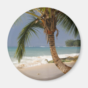exotic palm tree on beach magnet
