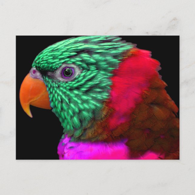 Exotic Parrot Green Red Pink Postcard (Front)