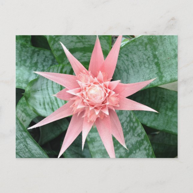 Exotic Pink Bromeliad Flower Postcard (Front)