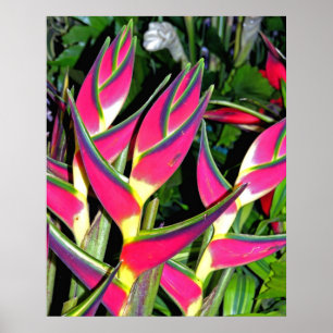 Exotic Plants (1) Poster