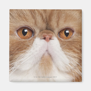 Exotic Shorthair (2,5 years old) Magnet