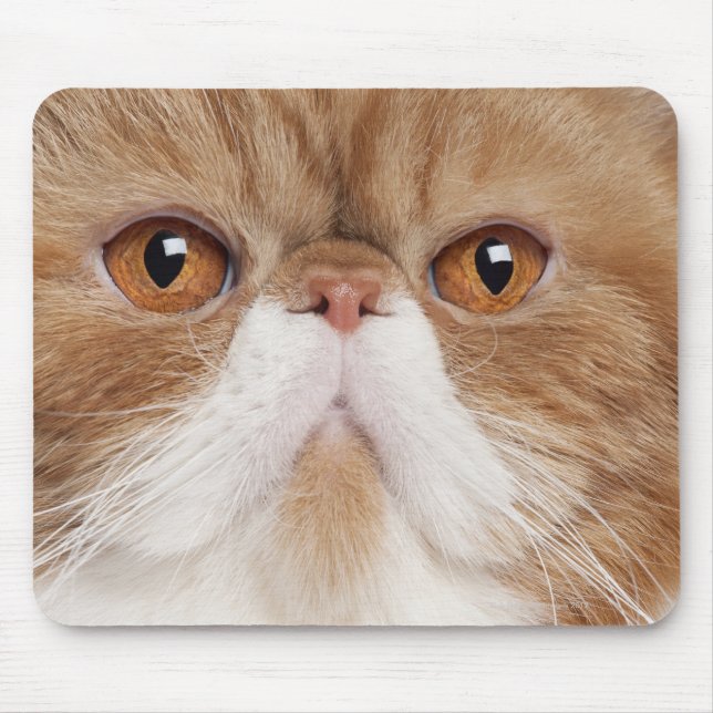 Exotic Shorthair (2,5 years old) Mouse Pad (Front)