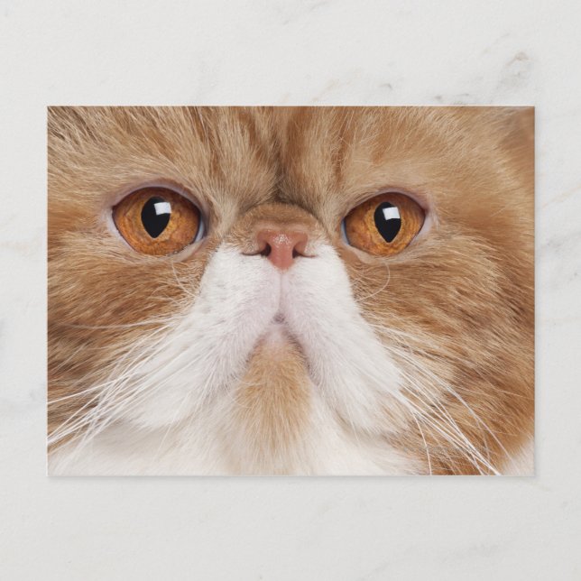 Exotic Shorthair (2,5 years old) Postcard (Front)