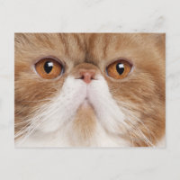 Exotic Shorthair (2,5 years old)