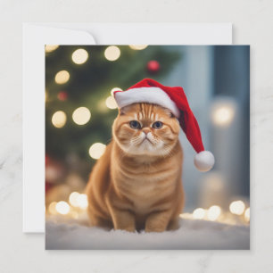 Exotic Shorthair Christmas