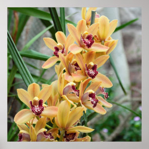  Exotic Star Orchids  Poster