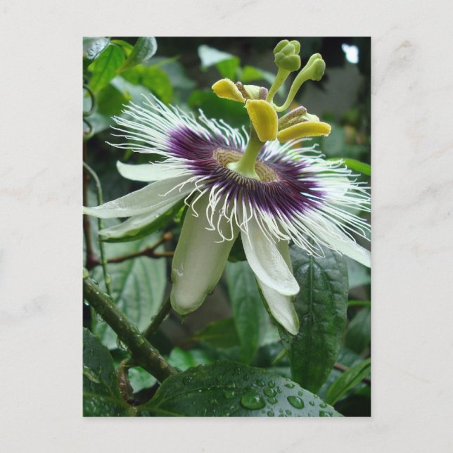 Exotic Tropical Passion Fruit Flower Postcard (Front)