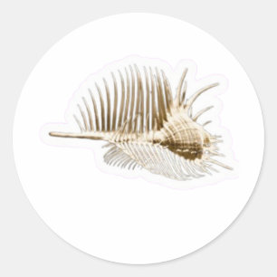 Exotic Venus Comb Murex Shell Sticker, Rare Spiny  Classic Round Sticker