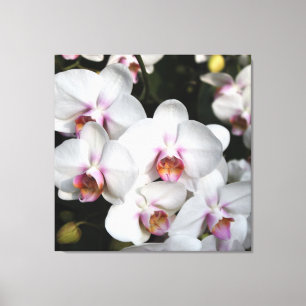 Exotic white orchid flower. Floral photography Canvas Print