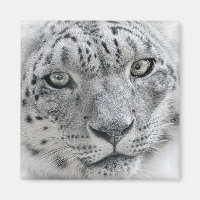 Exotic White Snow Leopard Photograph