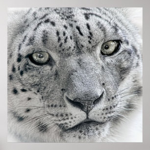 Exotic White Snow Leopard Poster