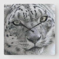 Exotic White Snow Leopard