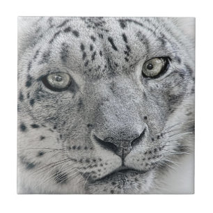 Exotic White Snow Leopard Tile