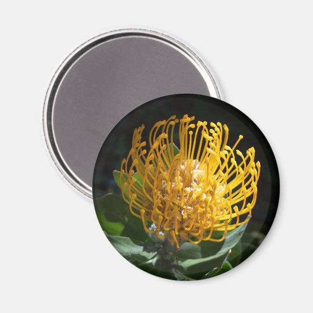 Exotic Yellow Protea Pin Cushion Flower Magnet (Front/Back)