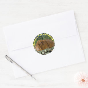 Exploring Nature With a Guinea Pig Photograph Classic Round Sticker