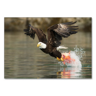 Explosive Bald Eagle Table Number