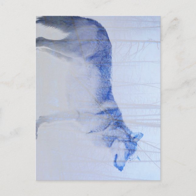 Exposed Wolf Postcard (Front)