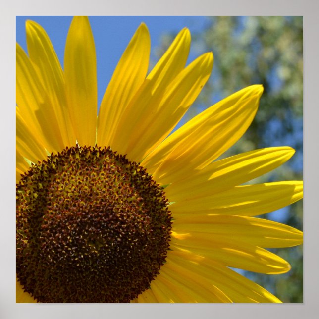 Express Love Sunflower Poster (Front)