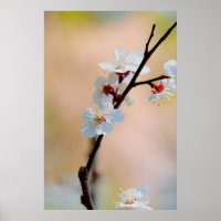 Exquisite Japanese Apricot Flowers