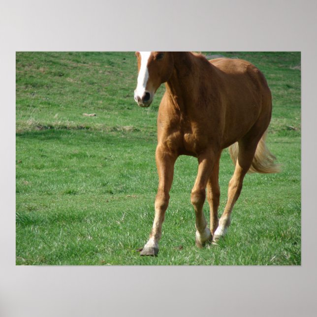 Extended Trot Poster (Front)