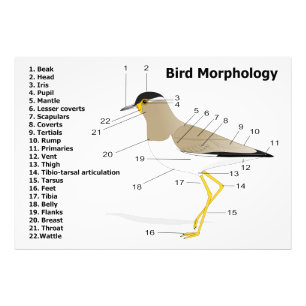 External Morphology of a Bird Vanellus Malabaricus Photo Print