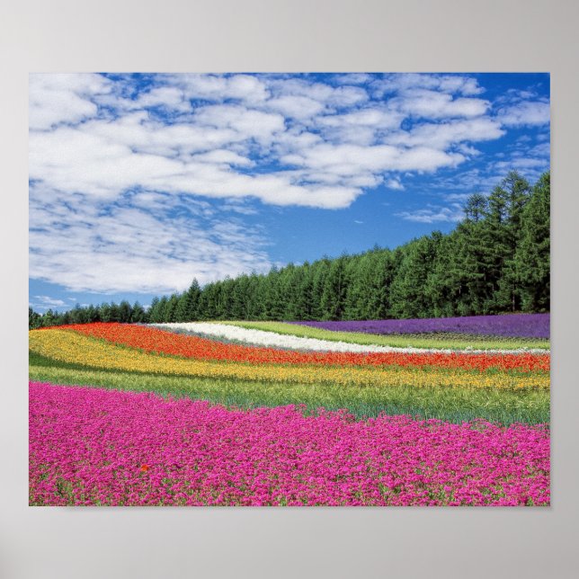 Extra Small (16.50" x 11.00"), Value Poster Paper (Front)