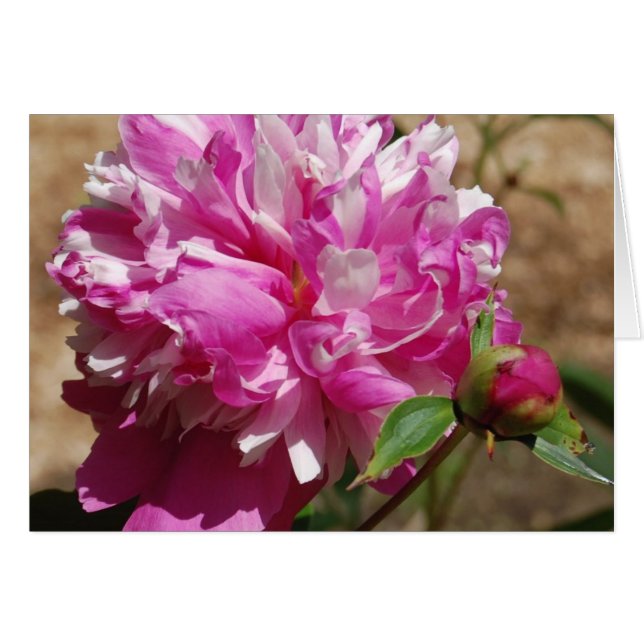 Extravagance (Front Horizontal)