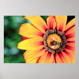 Extreme Close-Up Of A Bee Collecting Pollen Poster
