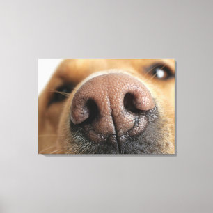 Extreme close-up of a dog nose. canvas print