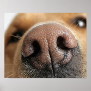 Extreme close-up of a dog nose. poster