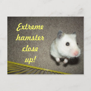 Extreme Hamster Close Up Postcard