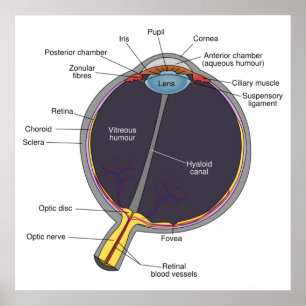 Eye Anatomy Poster