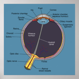 Eye Anatomy Poster