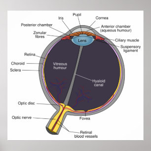 Eye Anatomy Poster