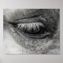 Eye, equine fine art close up photography,