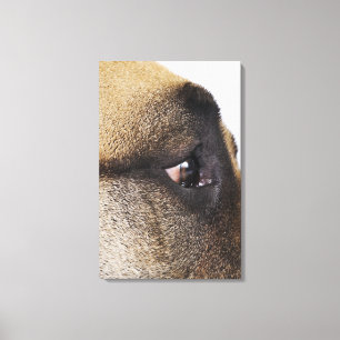 Eye of Great Dane Canvas Print