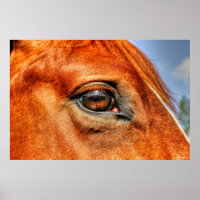 Eye of Red Dun Mare Horse Equine Photo