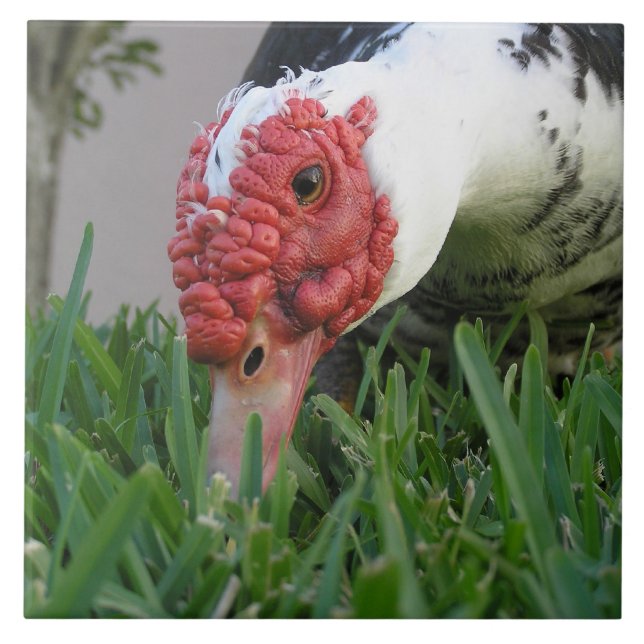 Eye of The Duck Close-Up Photograph Tile (Front)