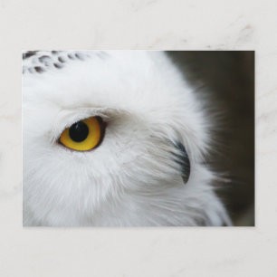 Eye of the Owl Postcard