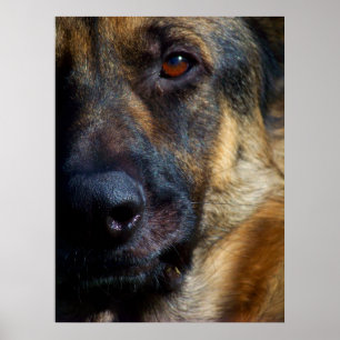 Eye of the Shepherd Fine Art Prints