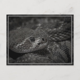 eye of the snake postcard